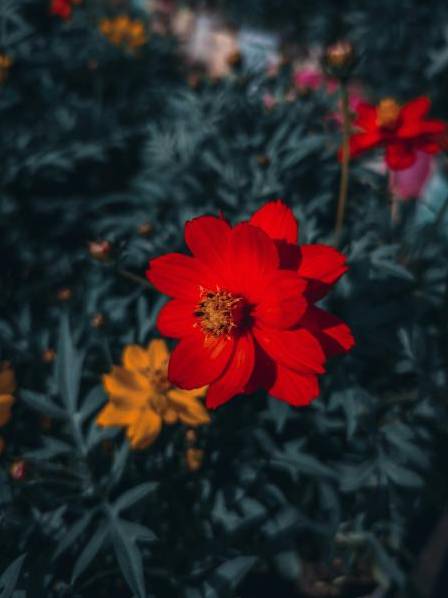 Contract and flowers