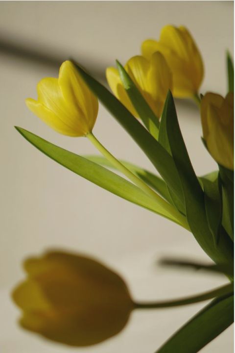 Corporate lobby flowers